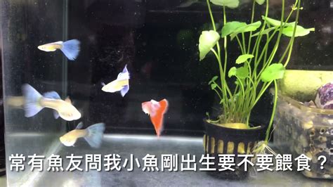 室內養魚|跟我來養孔雀魚4，小魚缸8寸室內觀賞缸，不用養水直接開缸放魚。